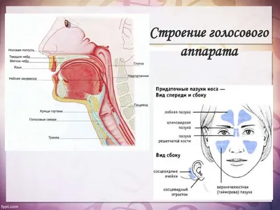 Строение голосового аппарата - online presentation