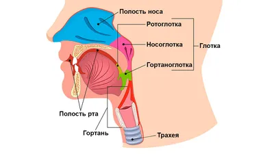 Глотка — Википедия