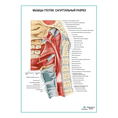 Мышцы шеи (вид спереди) - описание, заказать | Гэотар-мед