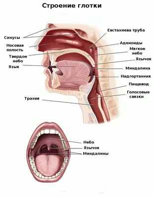 Фарингит