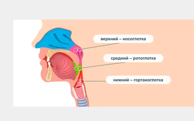 Анатомия мышц лица и шеи: фото с описанием и схемами |  | Дзен