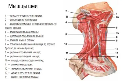 Плакат “Анатомическое строение уха, горла и носа (3)” - ООО "МЕДСИМ"