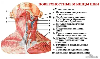 3 минуты для лица. Омоложение шеи. | Лицо, Анатомия, Косметолог