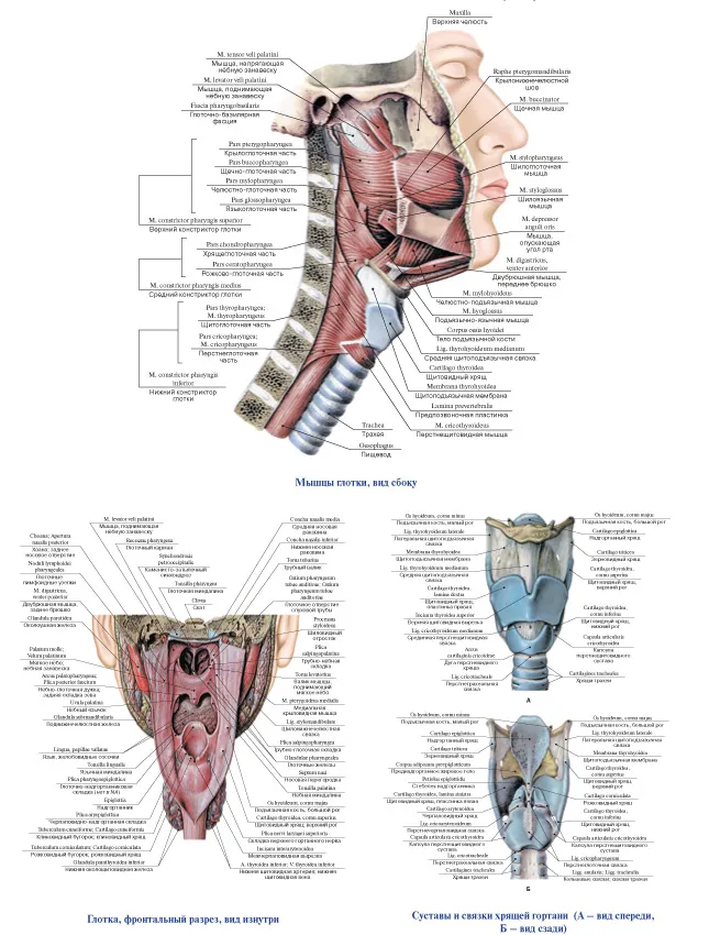 Глотка Строение Фото