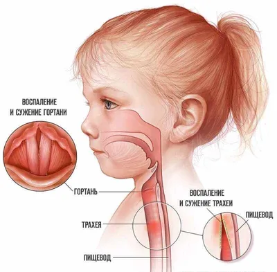 Larynx anatomy - YouTube