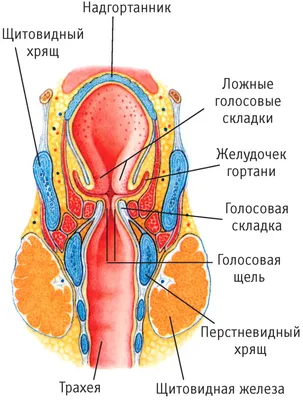 Ларинготрахеит у детей: причины, симптомы и лечение