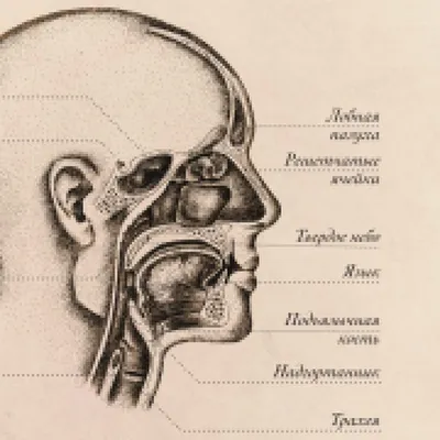 Гортань: строение, функции, кровоснабжение, иннервация, регионарные  лимфаузлы - YouTube