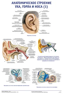 Анатомическое строение уха, горла и носа (3) - описание, заказать |  Гэотар-мед