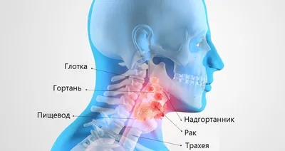 Плакат “Артерии головы и шеи (3)” - ООО "МЕДСИМ"