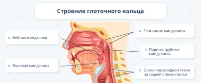 30. Мышцы головы: жевательные и мимические - их особенности и функции [2012  - - Анатомия и физиология человека… | Анатомия и физиология, Анатомия, Анатомия  человека