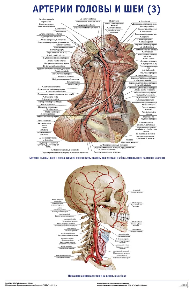 Анатомия сосудов головы. Яремная Вена и Сонная артерия анатомия. Анатомия шеи человека вены и артерии. Анатомия сосудов шеи артерии. Артерии и вены головы и шеи схема.