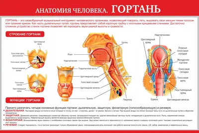 Как устроено наше горло и почему оно болит. Объясняем в трех инфографиках —  Инфографика