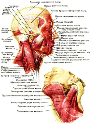 Рак горла – диагностика, лечение, удаление новообразований в Москве