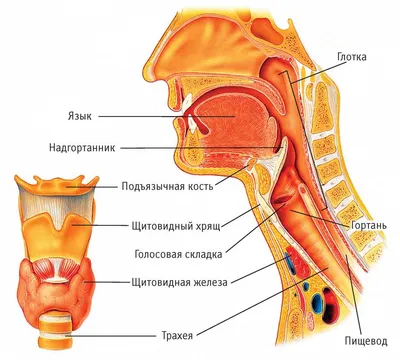 Поверхностные вены и нервы шеи плакат глянцевый А1+/А2+ › Купить оптом и в  розницу › Цена от завода