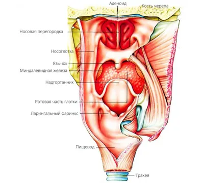 Голова и шея KT : нормальная анатомия | e-Anatomy