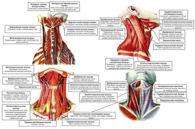 Шея сзади у что там находится. Лимфоузлы и мышцы шеи человека и их строение  спереди и сзади | Мышцы, Человек, Лимфатические узлы