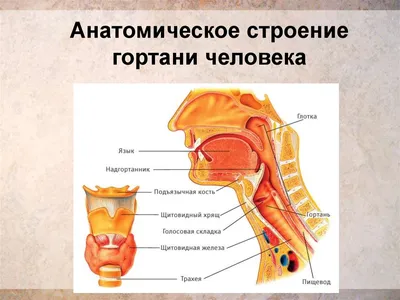 ЭНДОСКОПИЧЕСКАЯ ЛАРИНГОСКОПИЯ НОРМА лор-хирург к.м.н. Фуки Евгений  Михайлович - YouTube