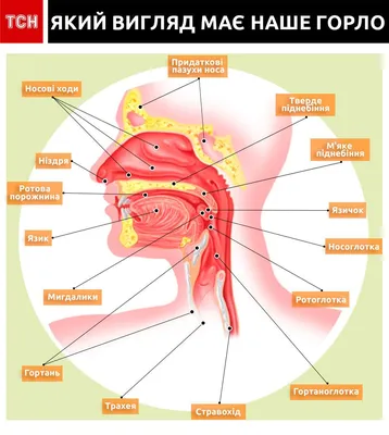 Глотка: функции, строение, особенности, где находится, роль