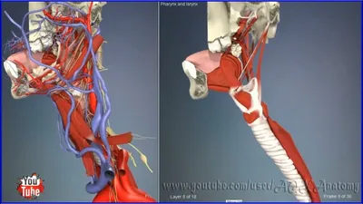 Глотка и гортань, строение (горло) | 3D Анатомия человека | Внутренние  органы - YouTube