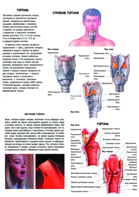 Плакат строение гортани человека – Полимапия