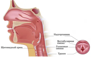 Рак ротоглотки - симптомы, признаки.