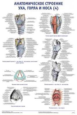 Мимические мышцы лица, 3D Анатомия человека