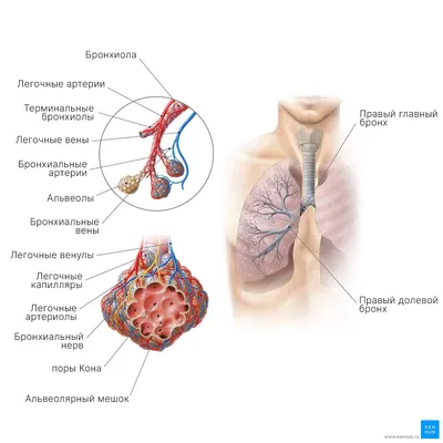 Дыхательная система - Kenhub