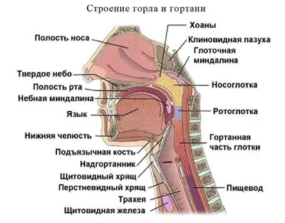 Анатомия человека: гортань (арт. МЕД-07) стенд медицинского кабинета купить  в интернет магазине с доставкой