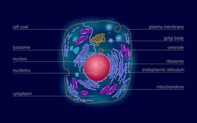 Строение клетки человека картинки