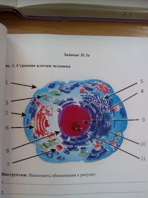 строение клетки человека - Школьные Знания.com