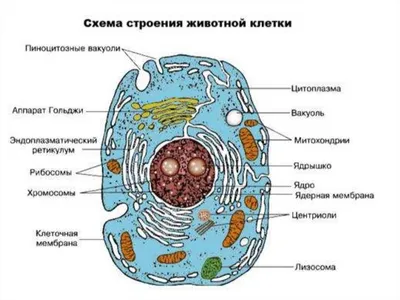 Общие принципы строения клеток. Клеточная теория. Про- и эукариоты •  Биология, Цитология • Фоксфорд Учебник