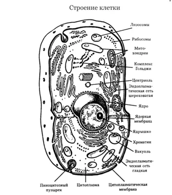 Строение клетки человека | Генетика, Человек, Геном человека