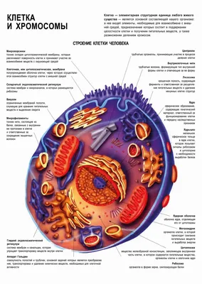 Тема 1: Клетка и неклеточные структуры | Стакан гисты | Дзен