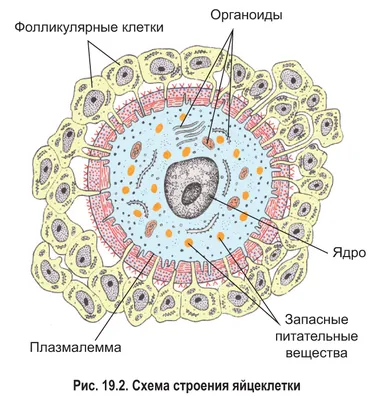 Растительные клетки — Википедия