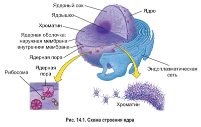 Презентация по биологии на тему "Строение клетки. Ткани" (5 класс)