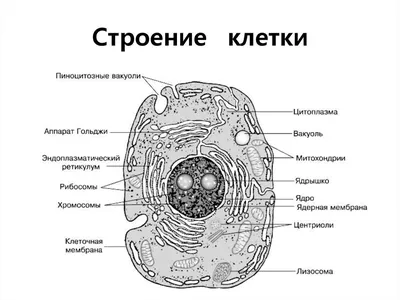 Клетка человека рисунок (49 фото) » Рисунки для срисовки и не только