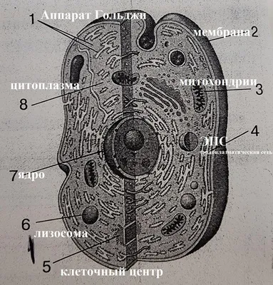 Рассмотрите рисунок, изображающий общий план строения клетки человека.  Определите, что обозначено - Школьные Знания.com