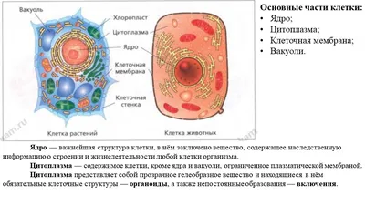 МоёМесто.ru :: Lynx Place Cattery :: человека