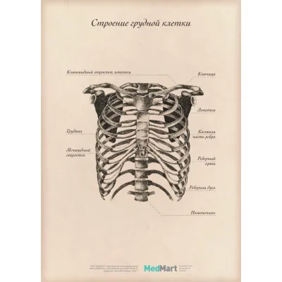 Анатомия клетка рисунок (50 фото) » Рисунки для срисовки и не только