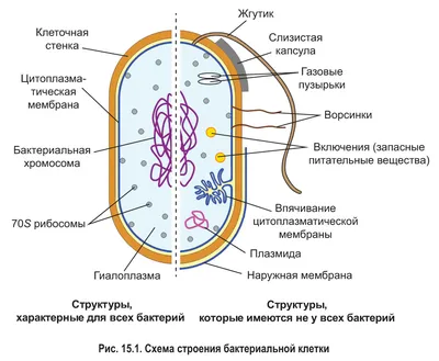 строение клетки, помогите пожалуйста - Школьные Знания.com