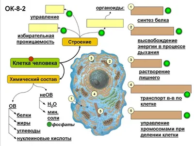 Проверочная работа "Строение, химический состав и жизнедеятельность клетки".  Биология. 8 класс.