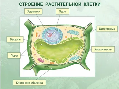 Строение клетки человека, ее свойства и функции в организме человека