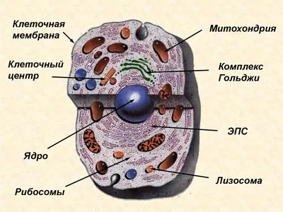 Особенности строения растительной клетки • Биология, Растения и грибы •  Фоксфорд Учебник