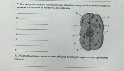 russian по низкой цене! russian с фотографиями, картинки на модель клетки  человека 