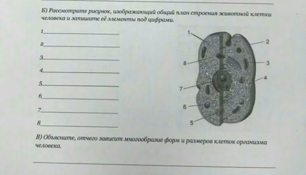 Тест клетки животных