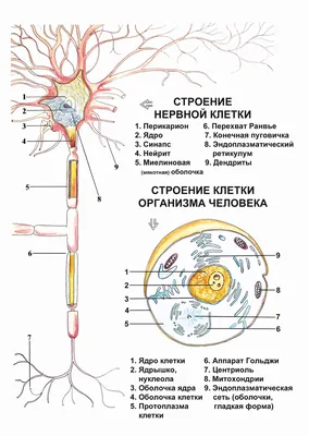 Биология. Практикум. 5 класс: Строение растительной клетки (рисунок)