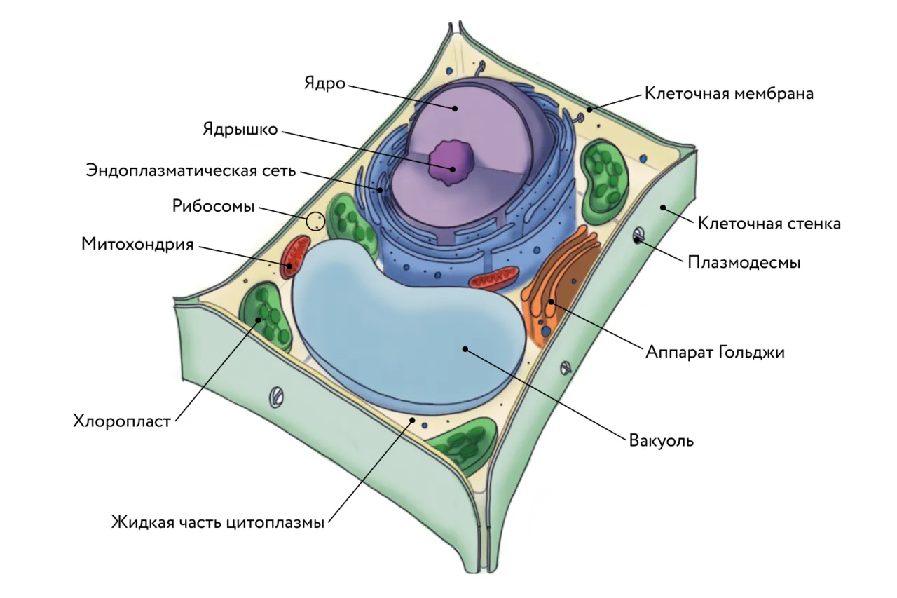 В клетках растений днем происходит. Растительная клетка. Строение клетки растения. Строение растительной клетки. Структура растительной клетки.