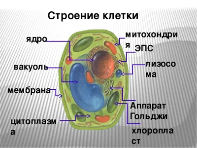 Клетка под микроскопом: 38 фото строения организма человека