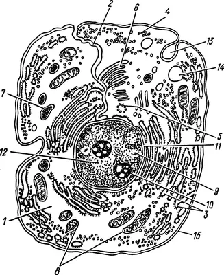 Структура клеток и функции каждого компонента - Медицина - Наука - Каталог  статей - Блог Ильи Винштейна