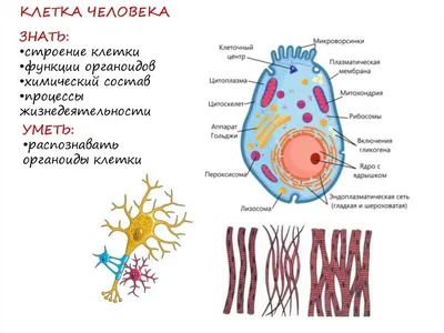 Строение клетки человека рисунок - 78 фото